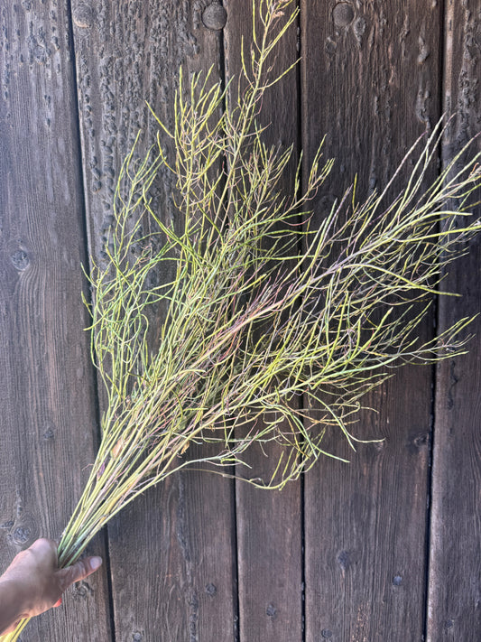 Hesperis (Sweet Rocket) Dried | Norfolk Seed Head Bunch