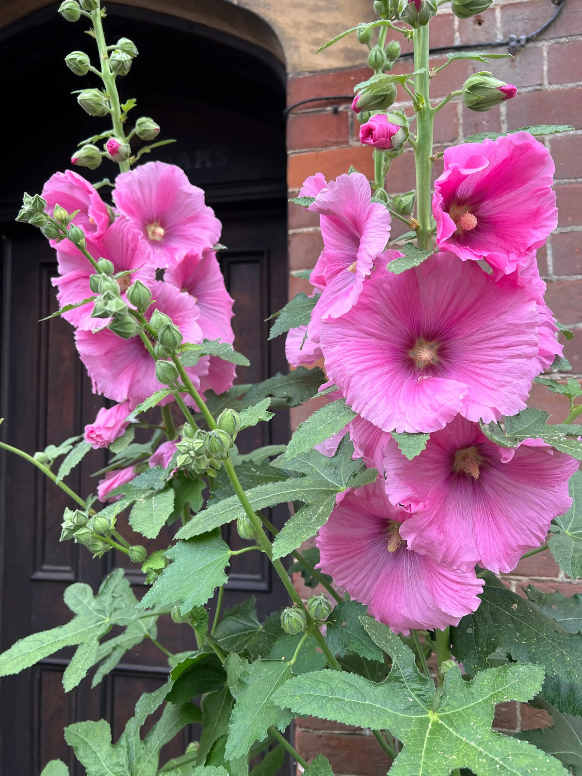 Hollyhock Bishy Barnabee Mix