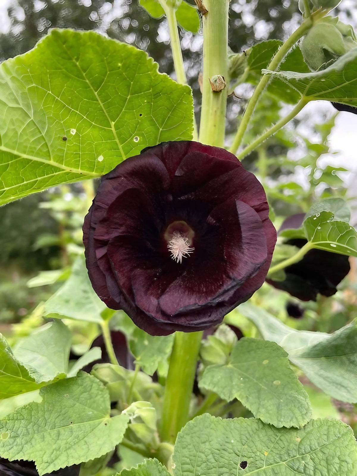 Hollyhock Bishy Barnabee Mix