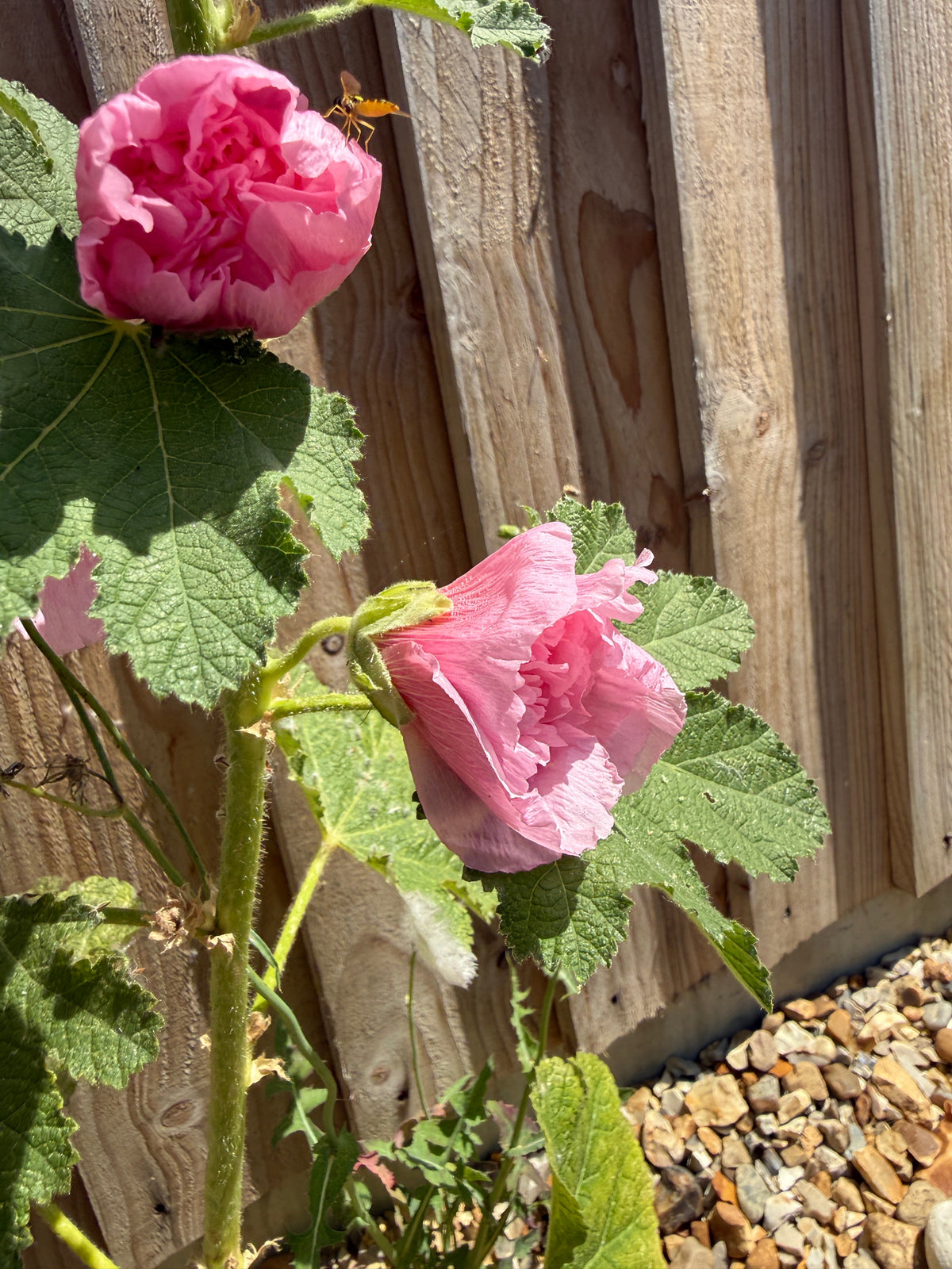 Hollyhock Summer Carnival