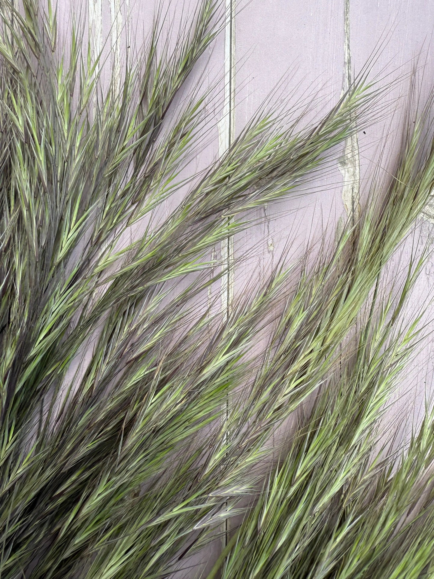 Hordeum (Barley) Grass Dried