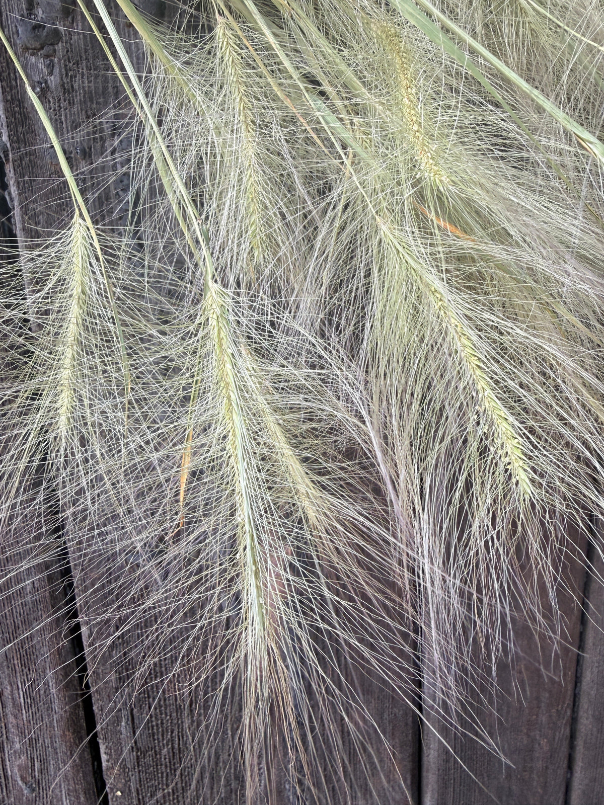 Hordeum Jubatum Dried | Foxtail Barley | Norfolk Grown