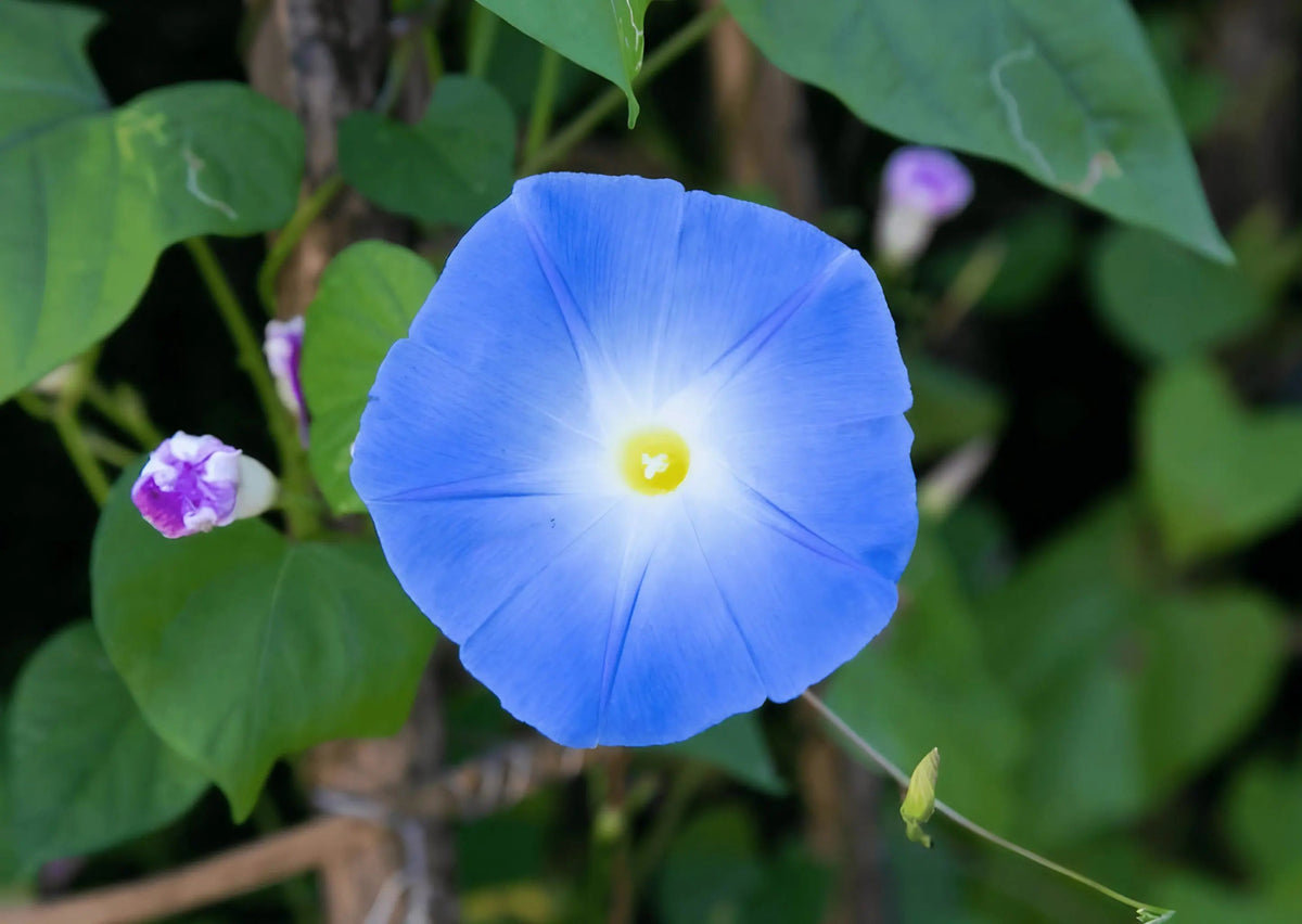 Ipomoea Heavenly Blue