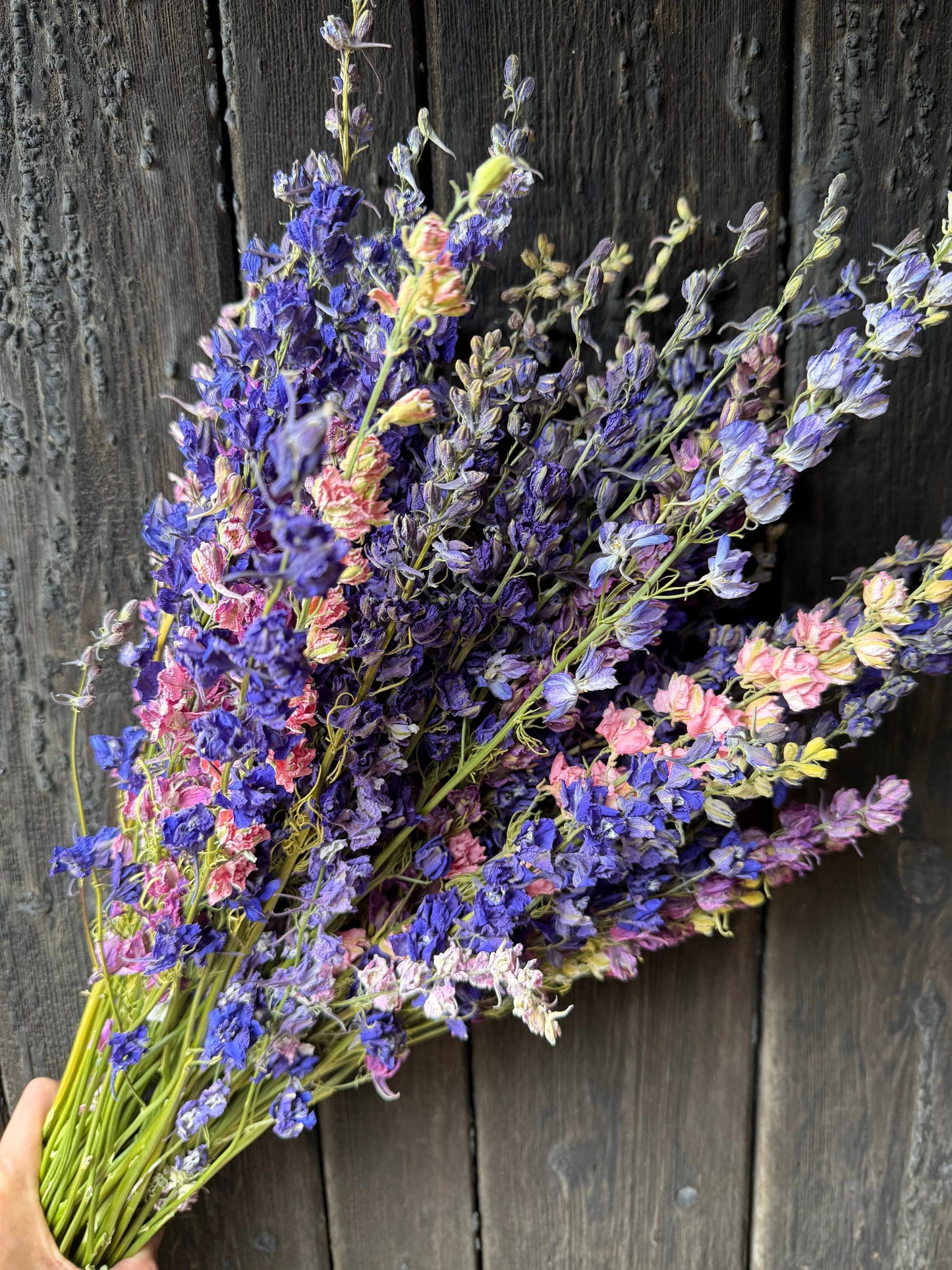 Larkspur Dried | Purple or Mixed | Norfolk Cottage