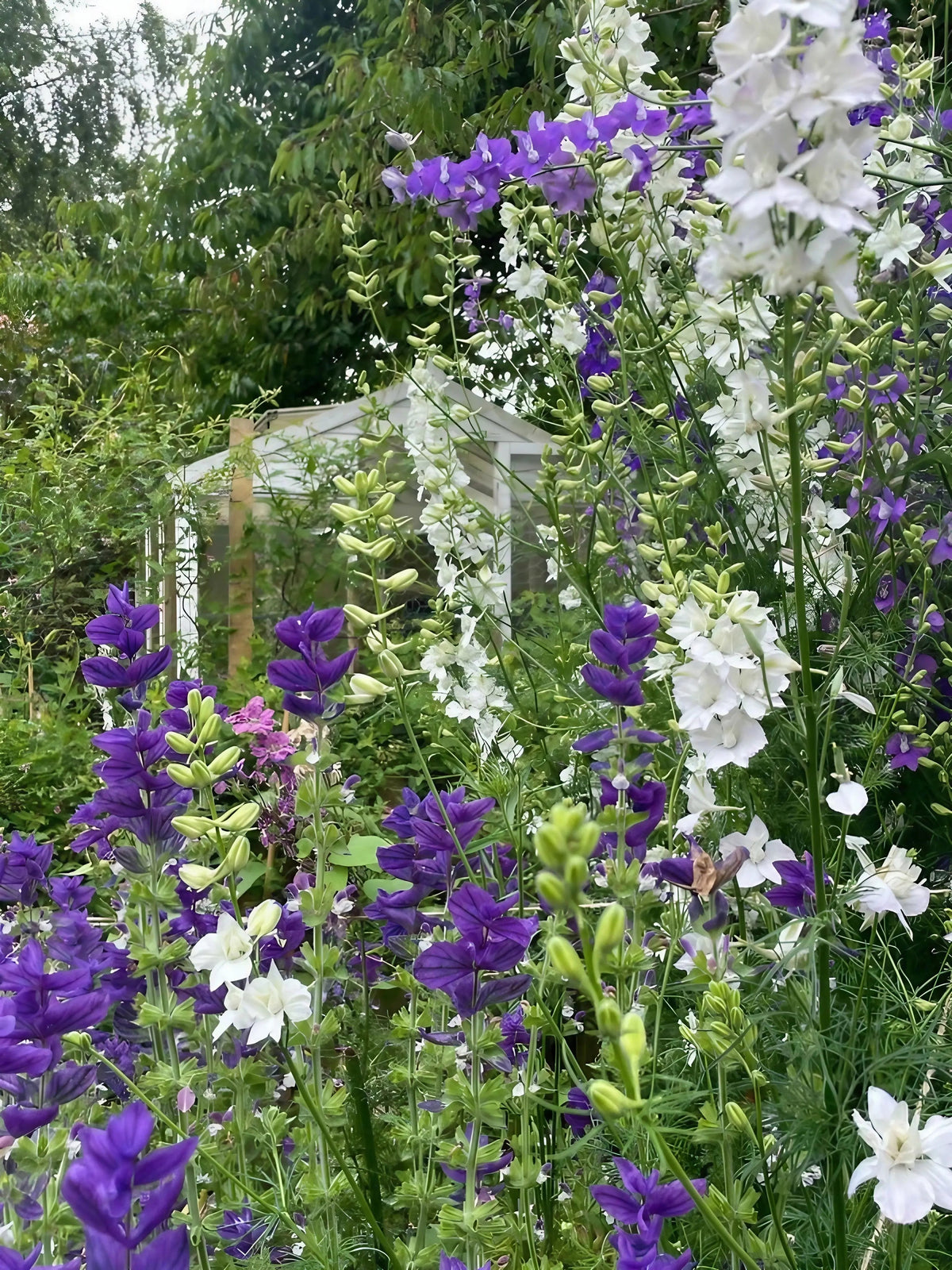 Larkspur Giant Imperial Mix