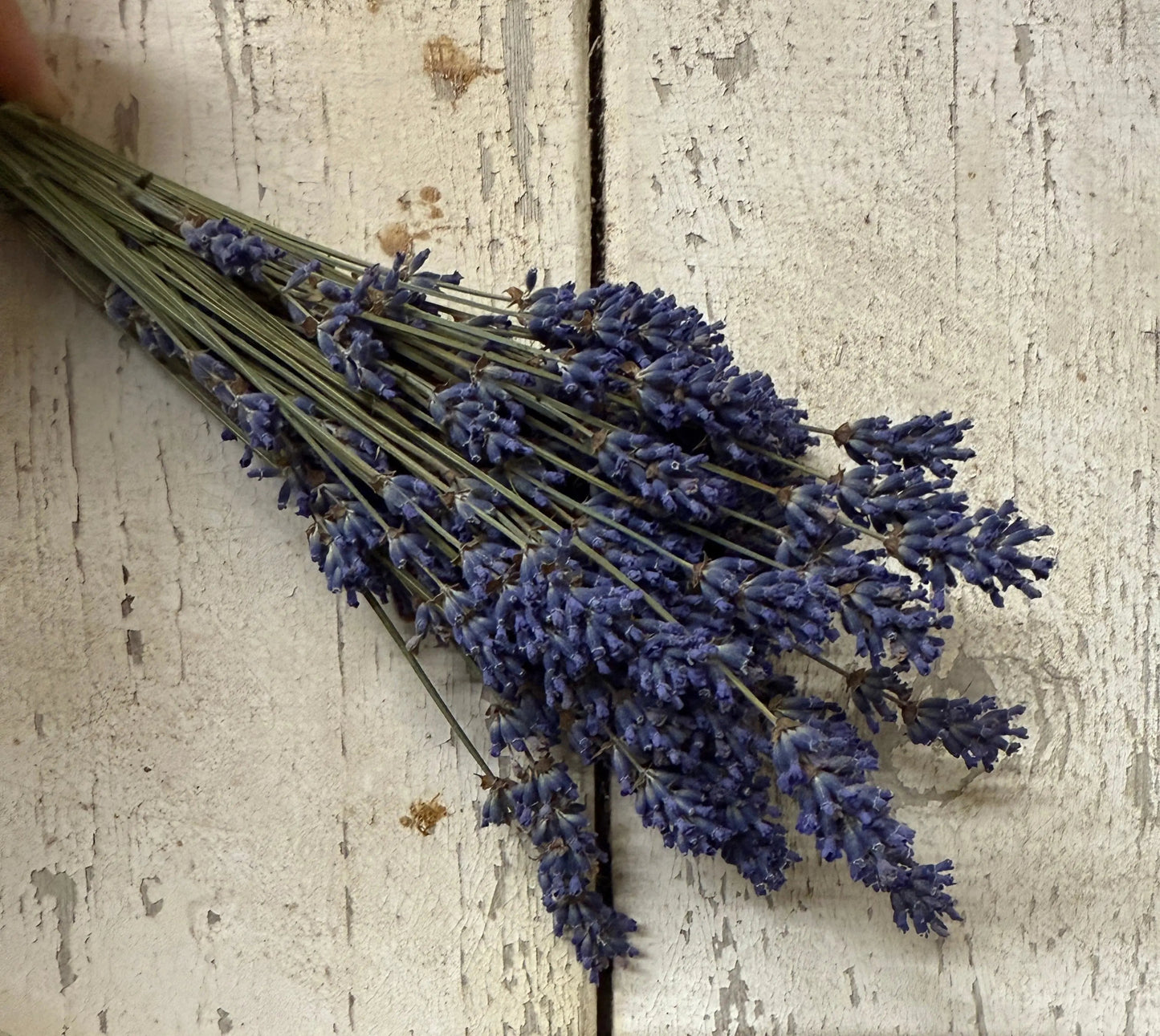 Lavender Dried (Small)