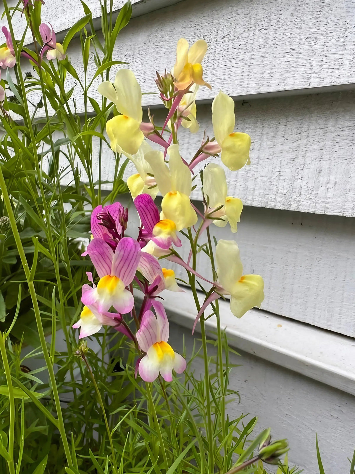 Linaria Fairy Bouquet Mix