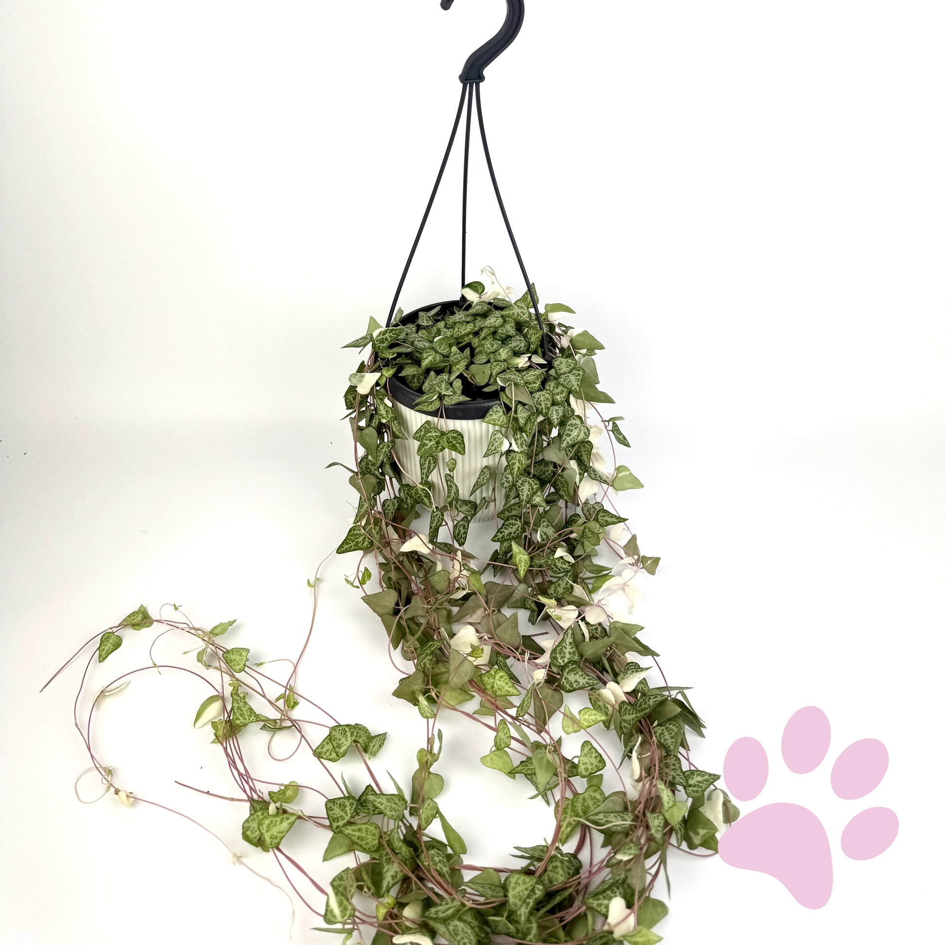 Ceropegia Linearis Luuk 14cm Houseplant - Woodmeadow Garden Centre