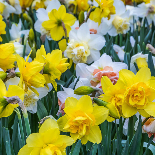 Daffodil Tall Mixed (20 Bulbs)