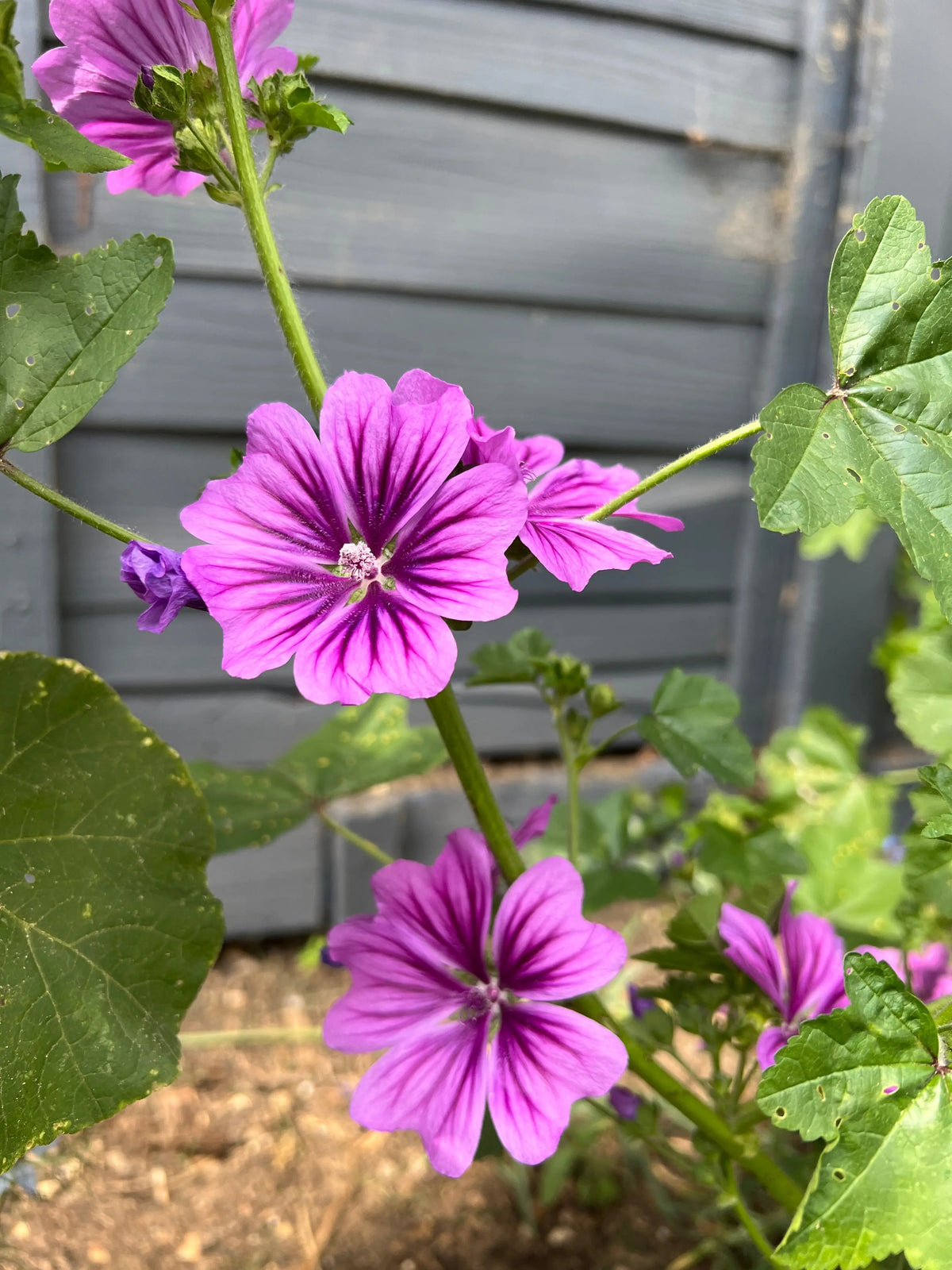 Malva Mystic Merlin