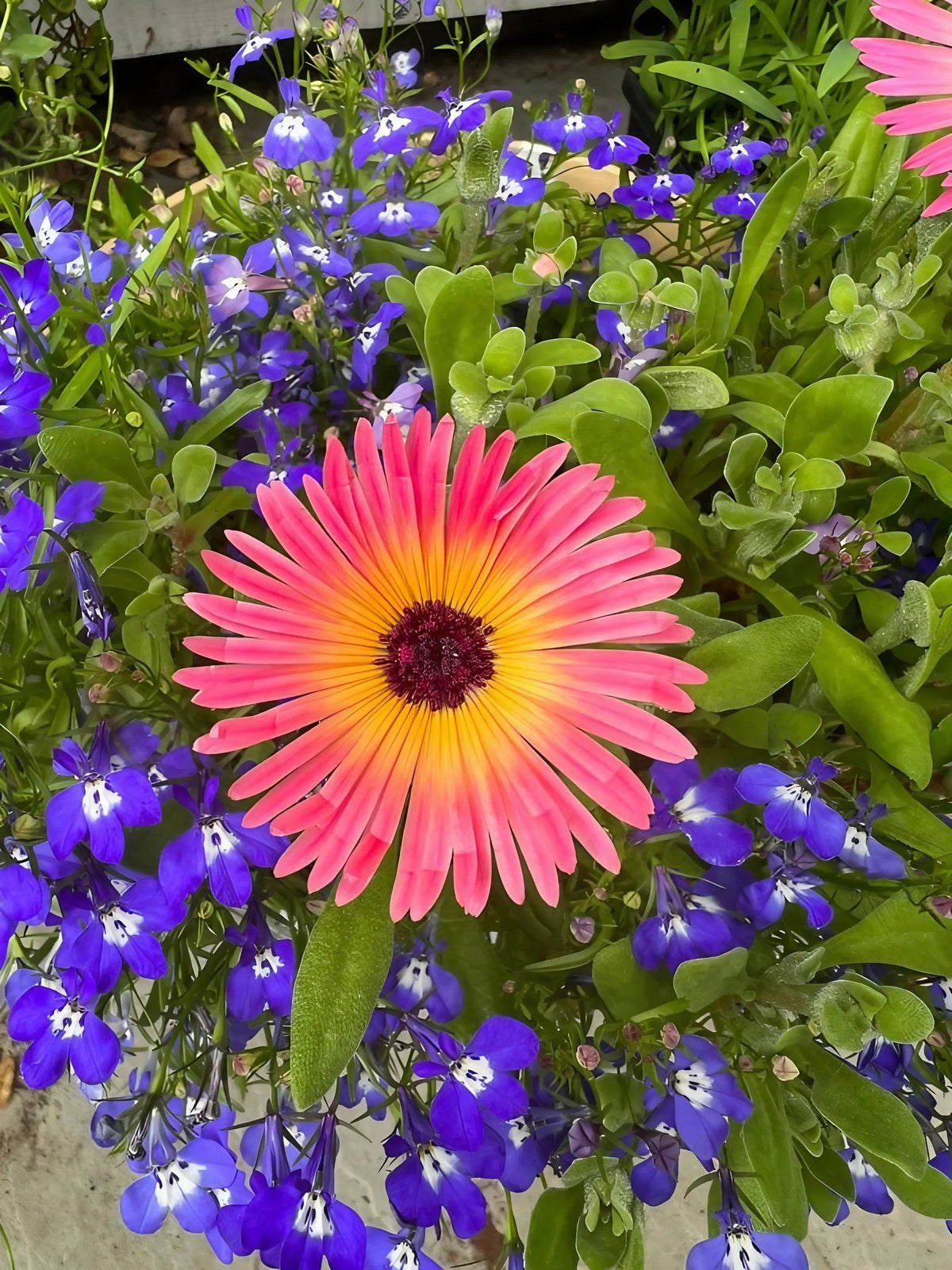 Mesembryanthemum Harlequin