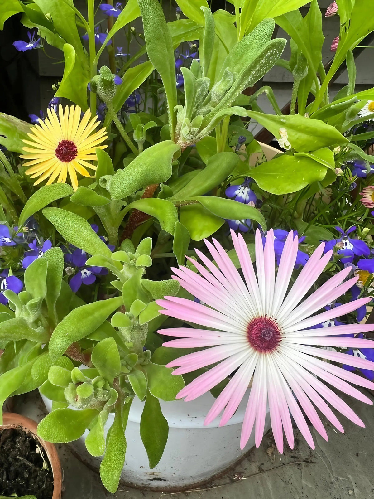 Mesembryanthemum Harlequin