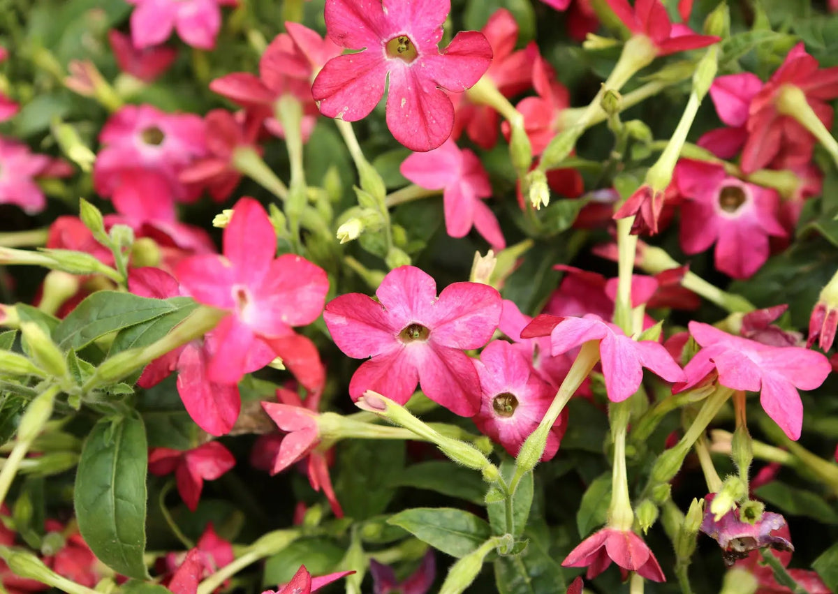 Nicotiana Sensation Mixed