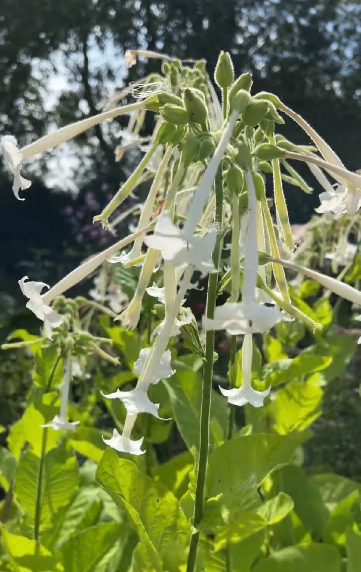 Nicotiana White Trumpets
