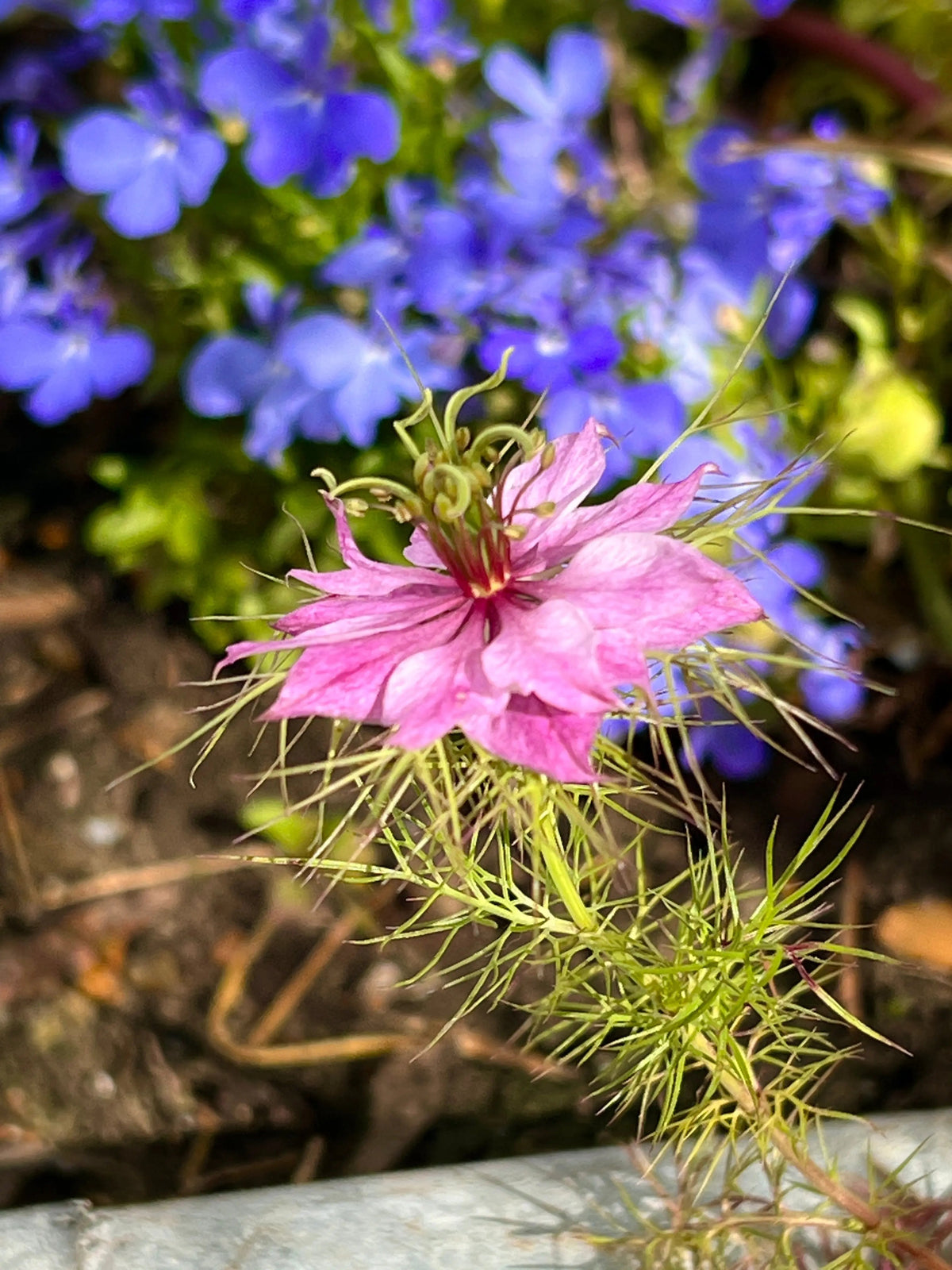 Nigella Mulberry Rose (Love-in-a-mist)