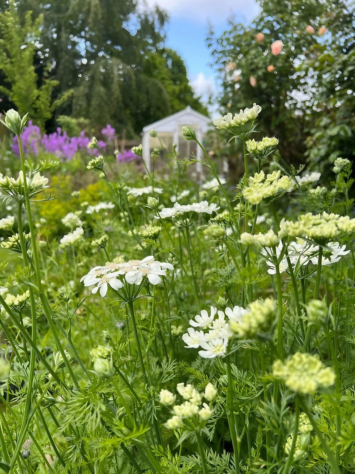 Orlaya Grandiflora