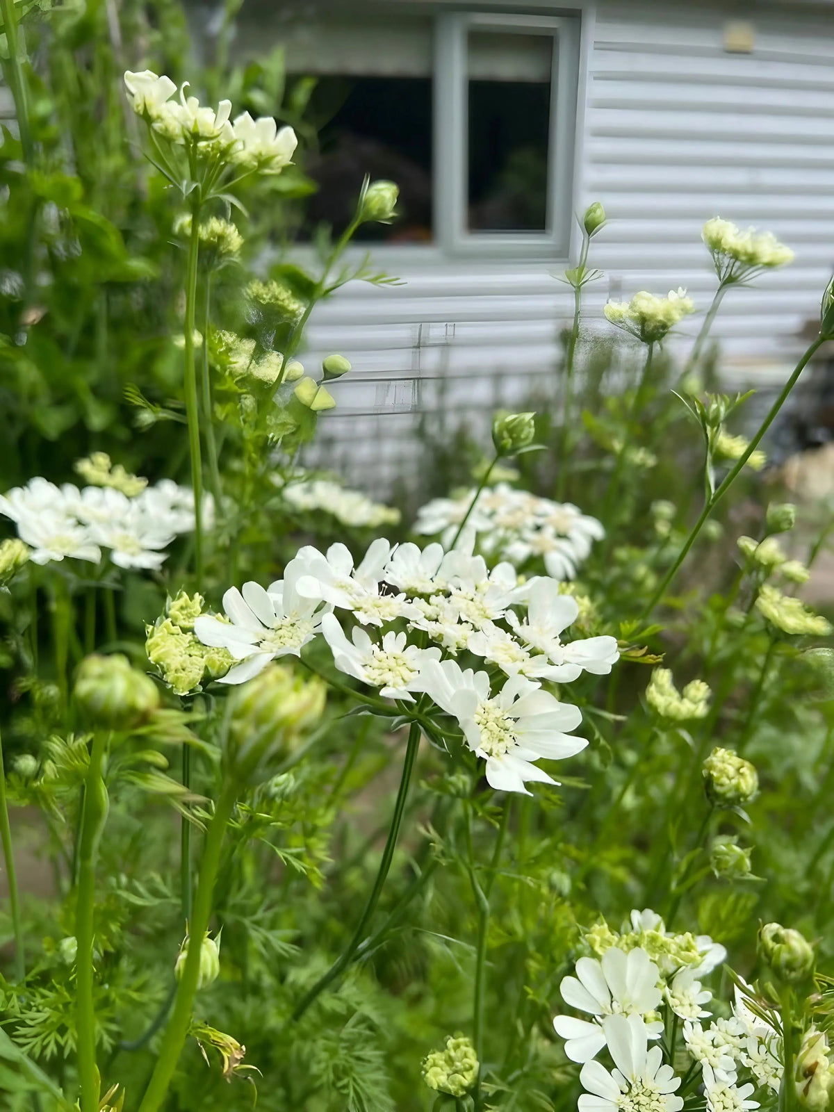 Orlaya Grandiflora