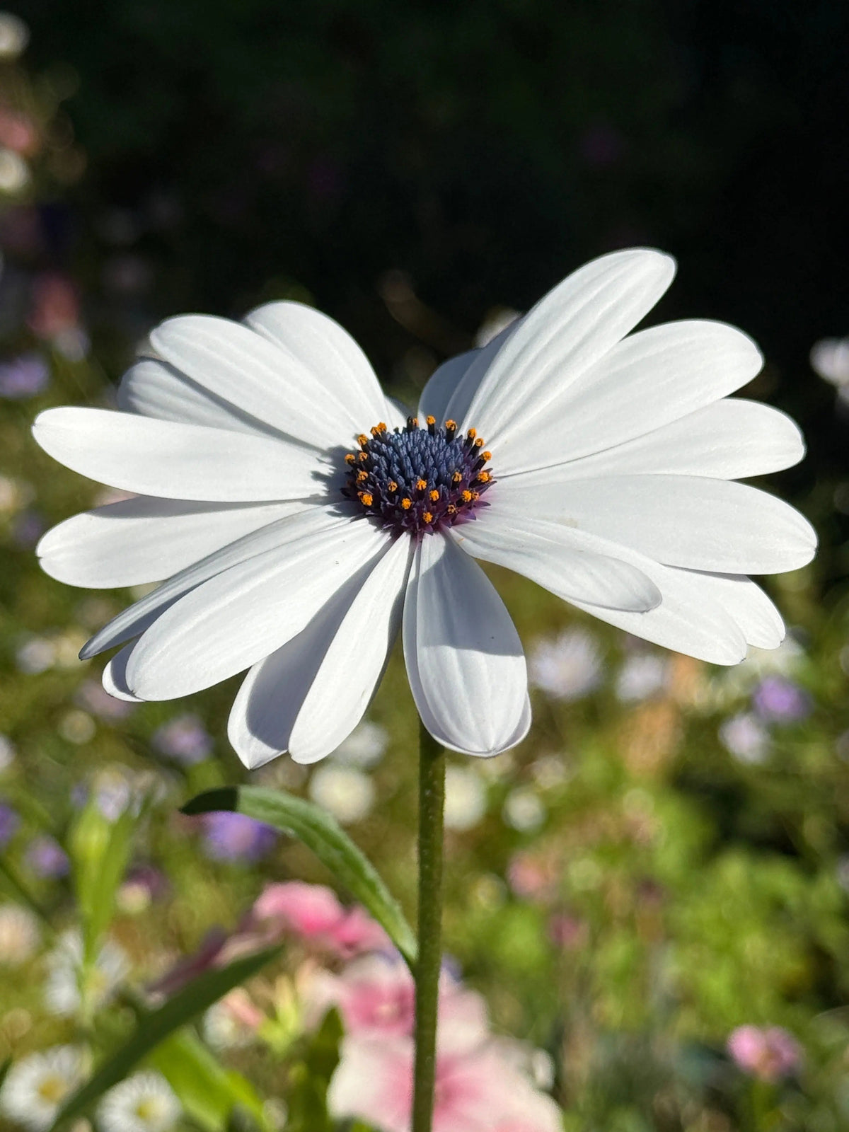 Osteospermum Sky and Ice - African Daisy