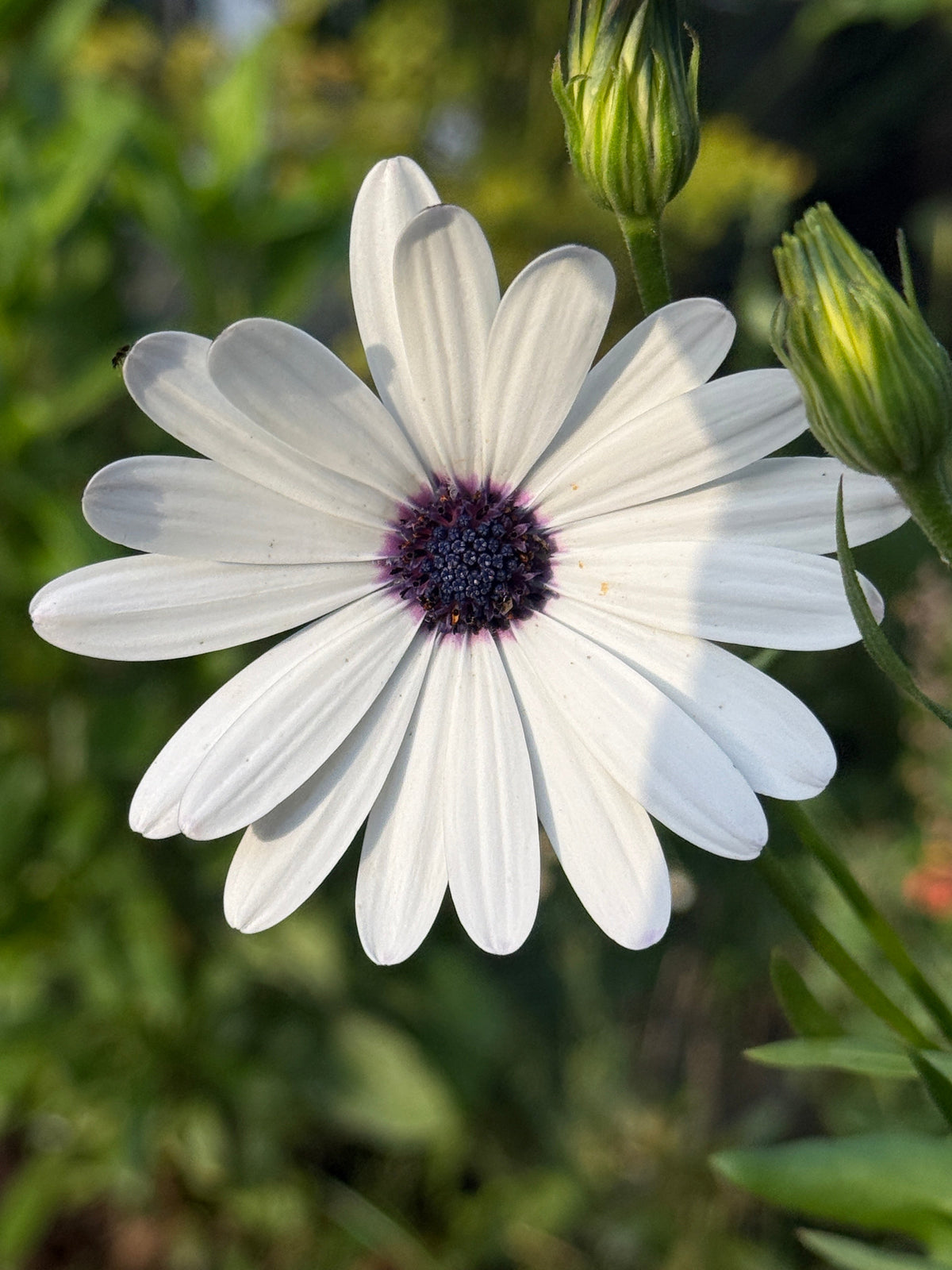 Osteospermum Sky and Ice - African Daisy