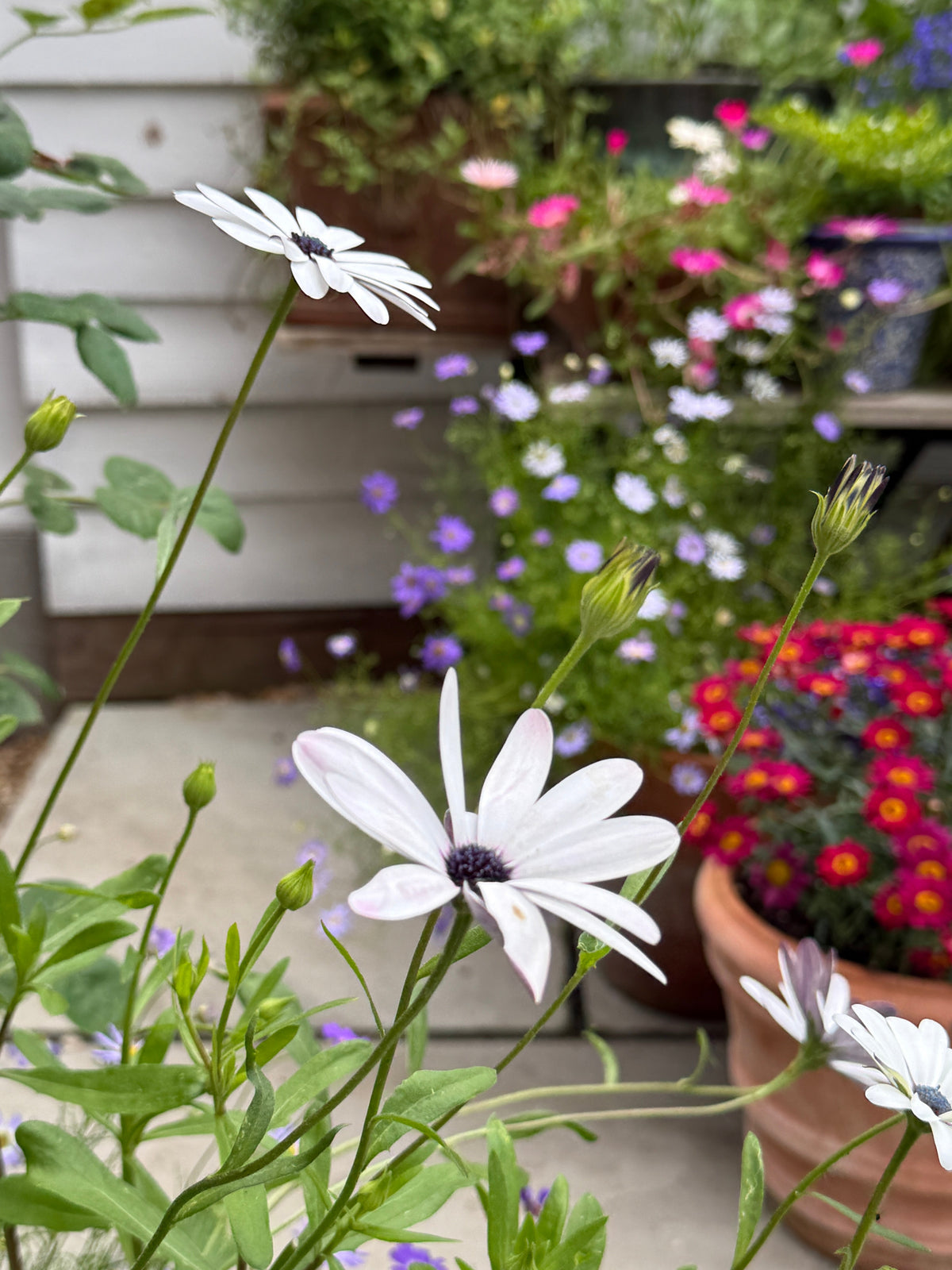 Osteospermum Sky and Ice - African Daisy