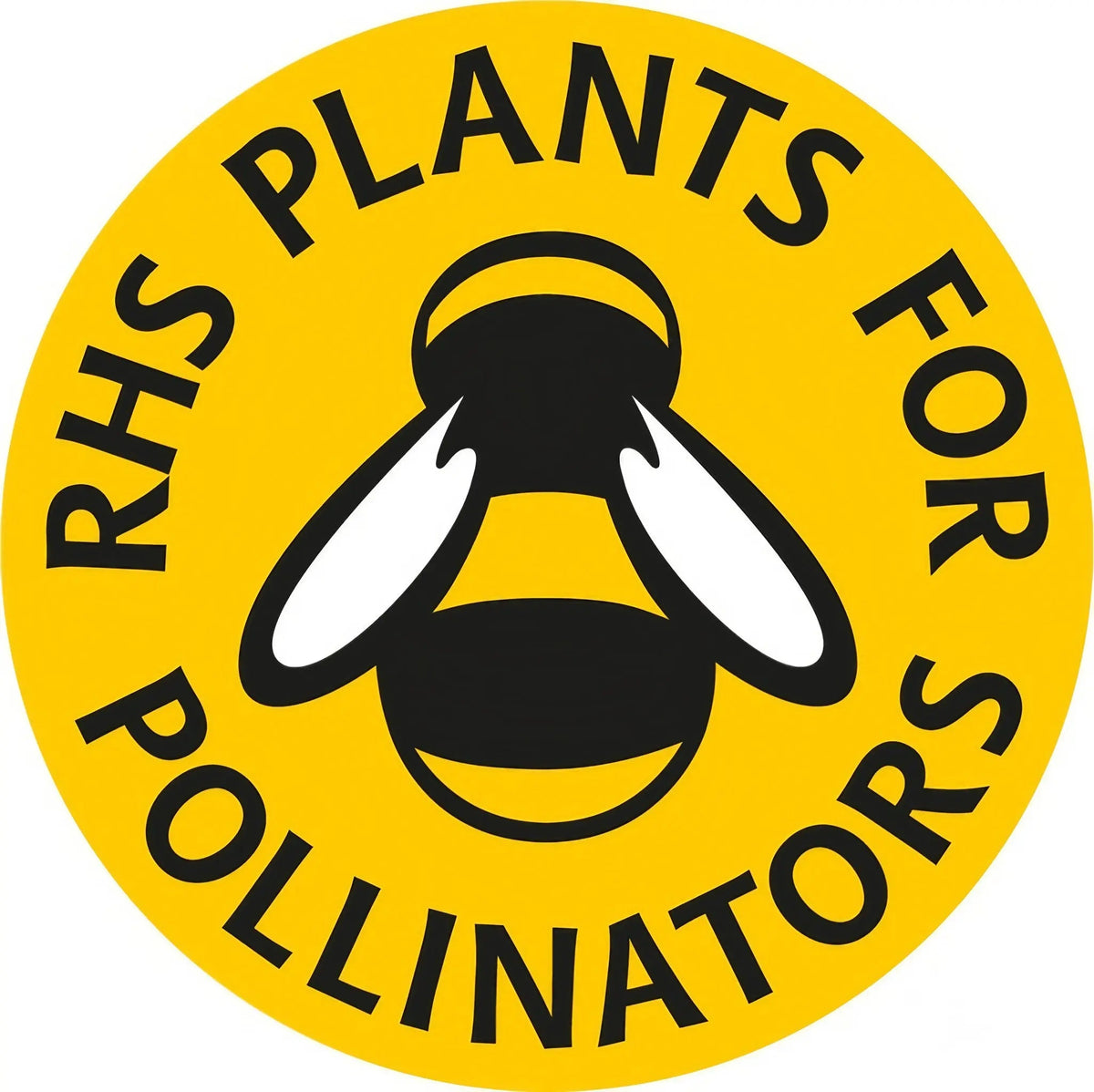 Oxeye Daisy