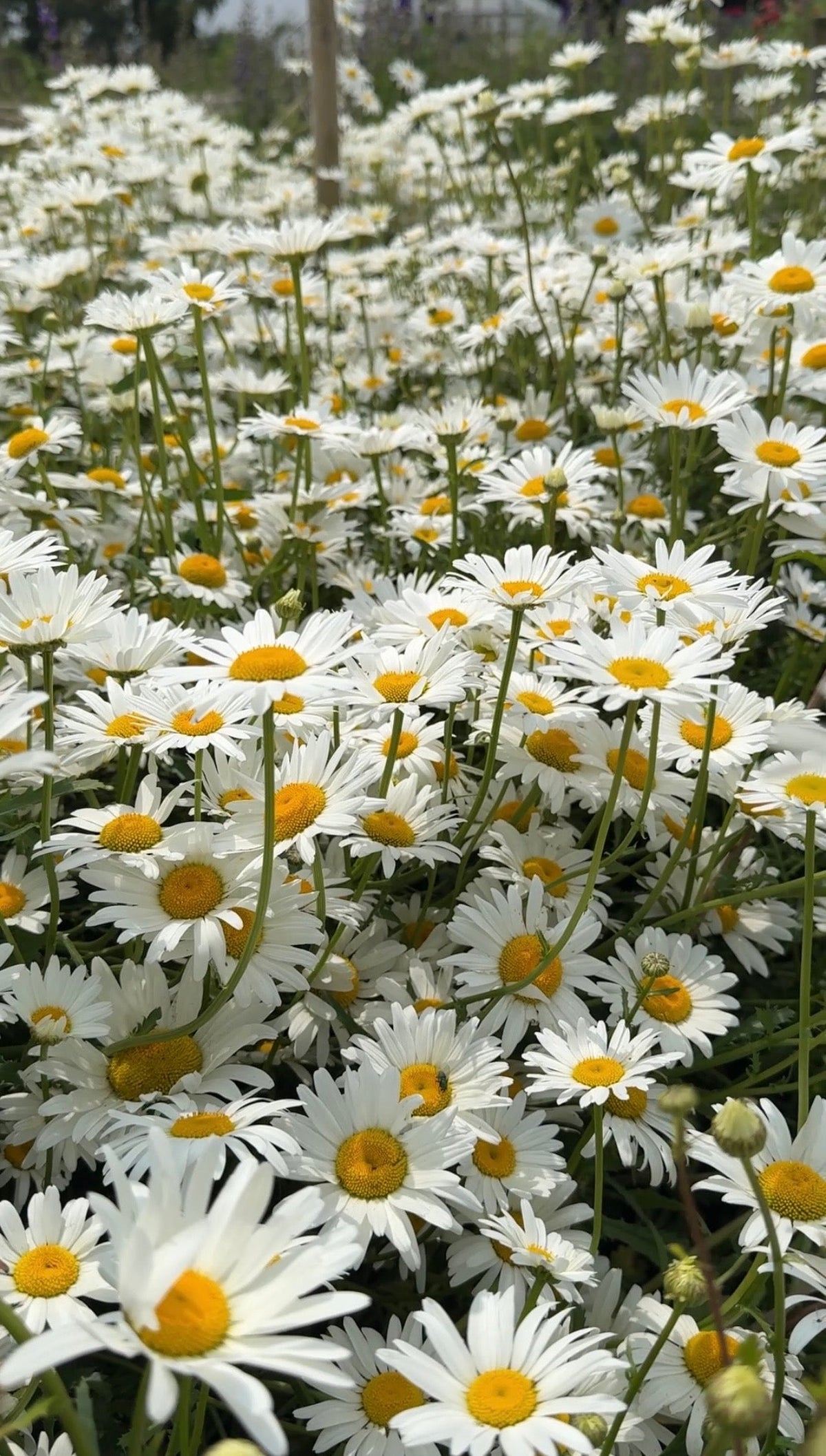 Oxeye Daisy