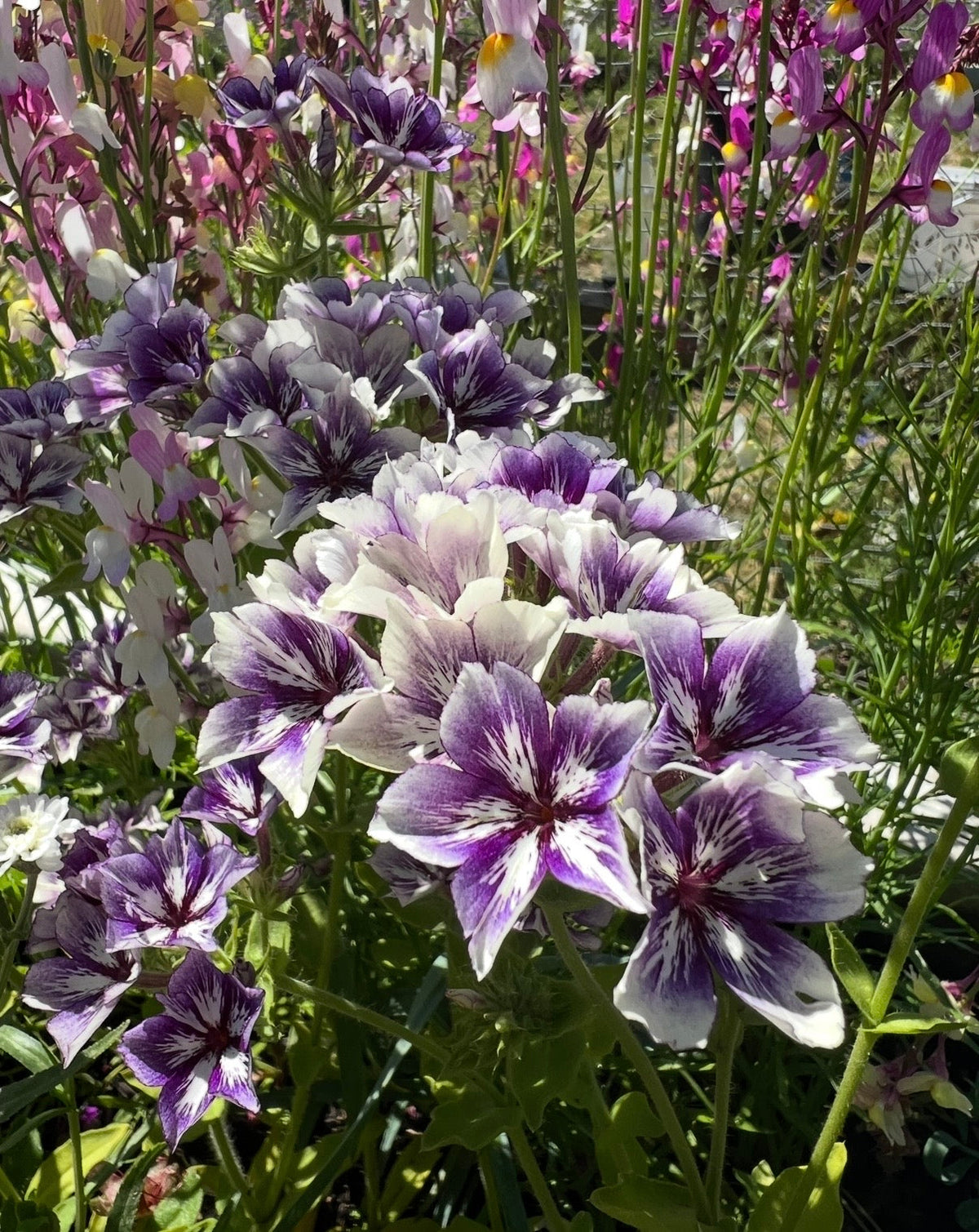 Phlox Sugar Stars