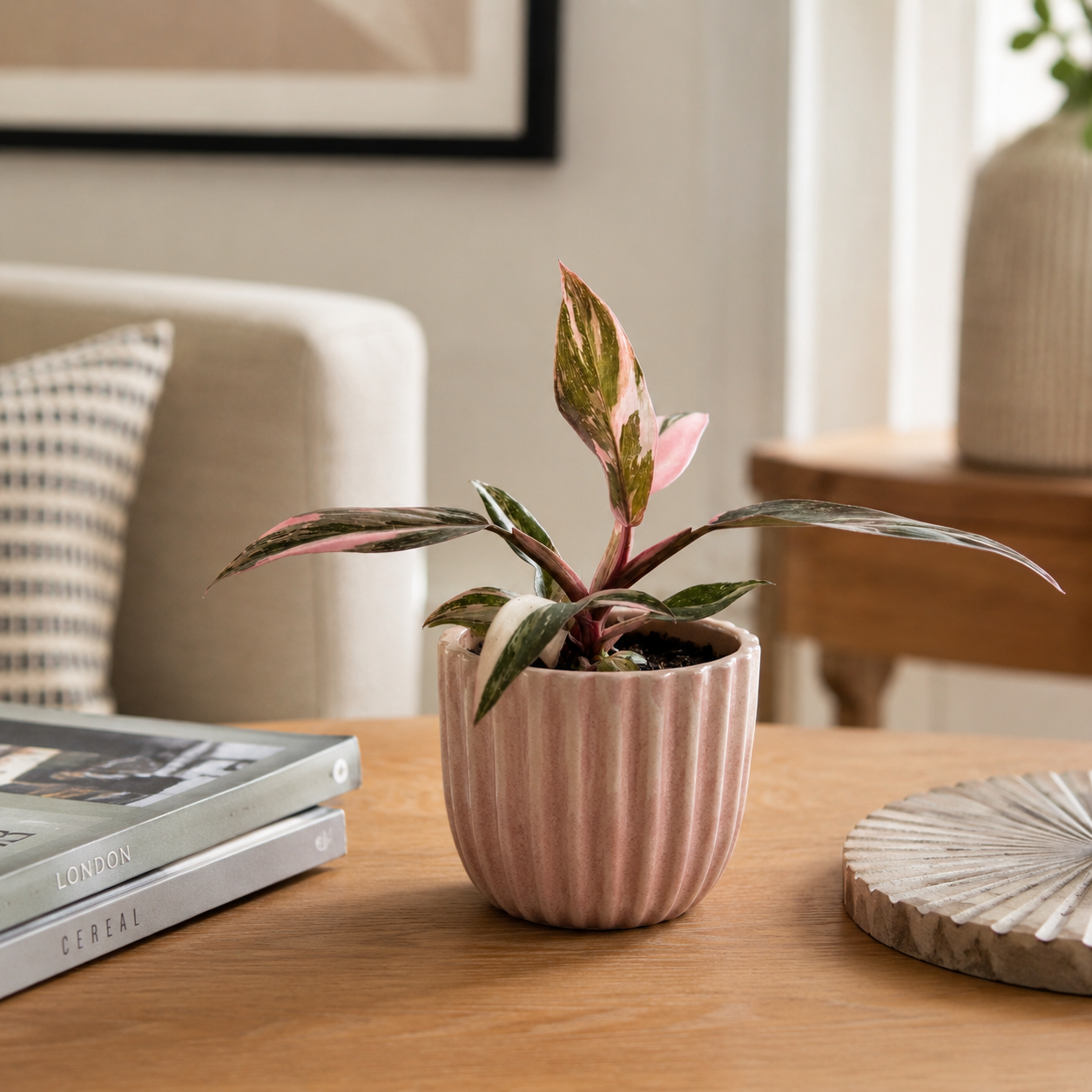 Philodendron Pink Princess Marble 11cm Houseplant