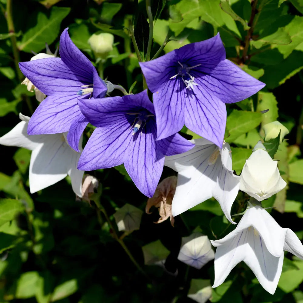Platycodon Balloon Flower Mixed