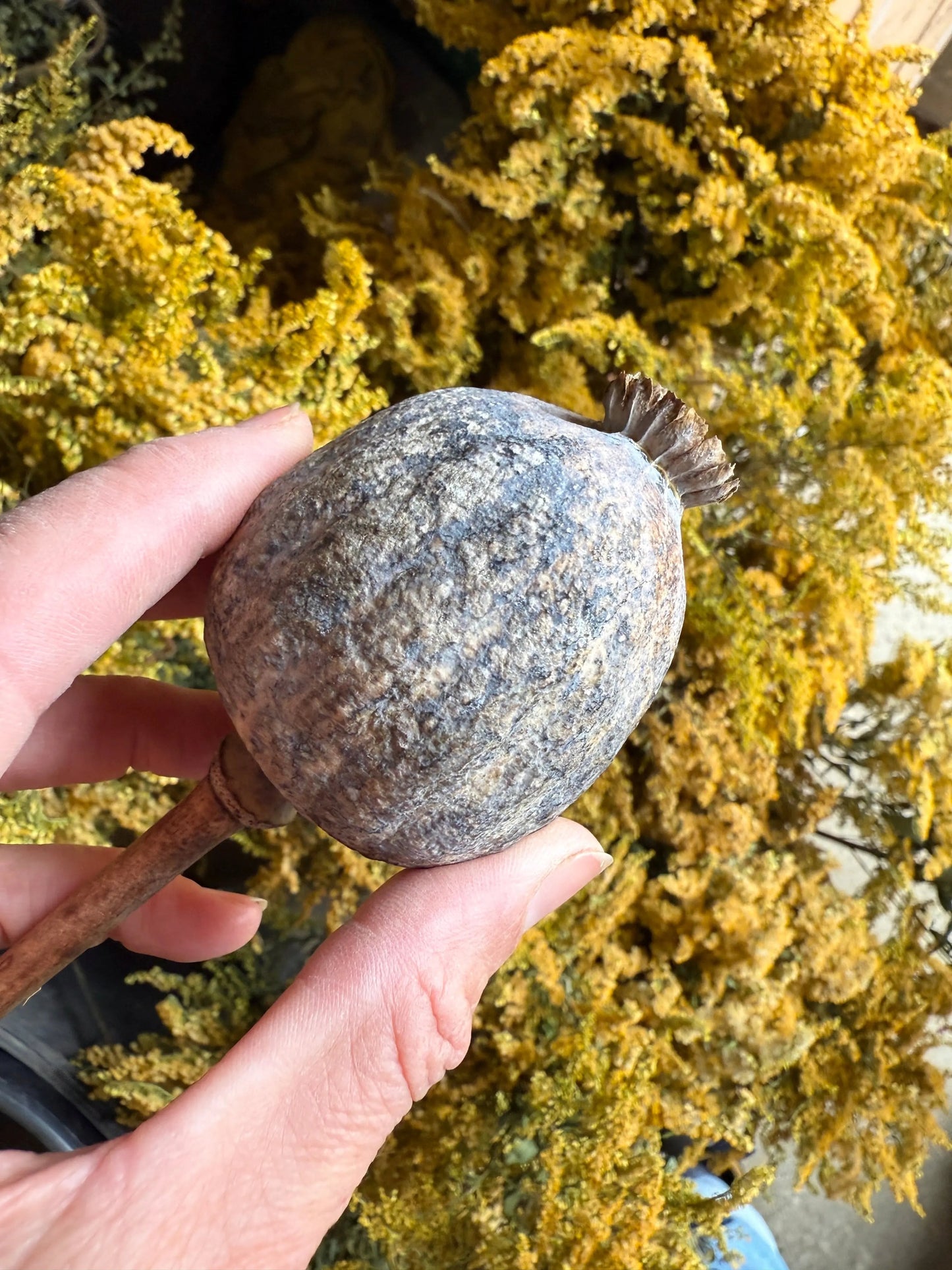 Poppy Heads Dried (Giant)