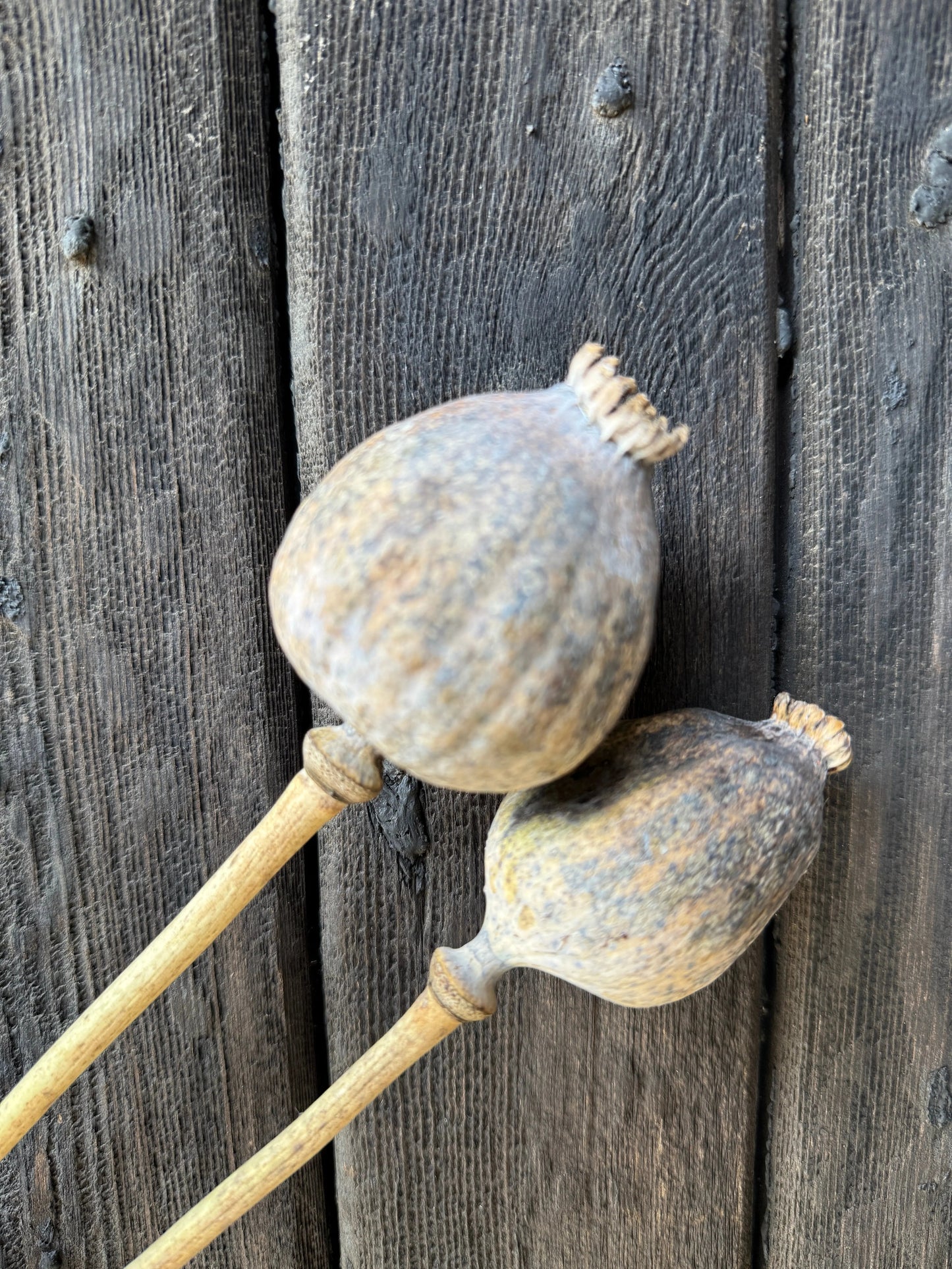 Poppy Heads Dried (Giant)