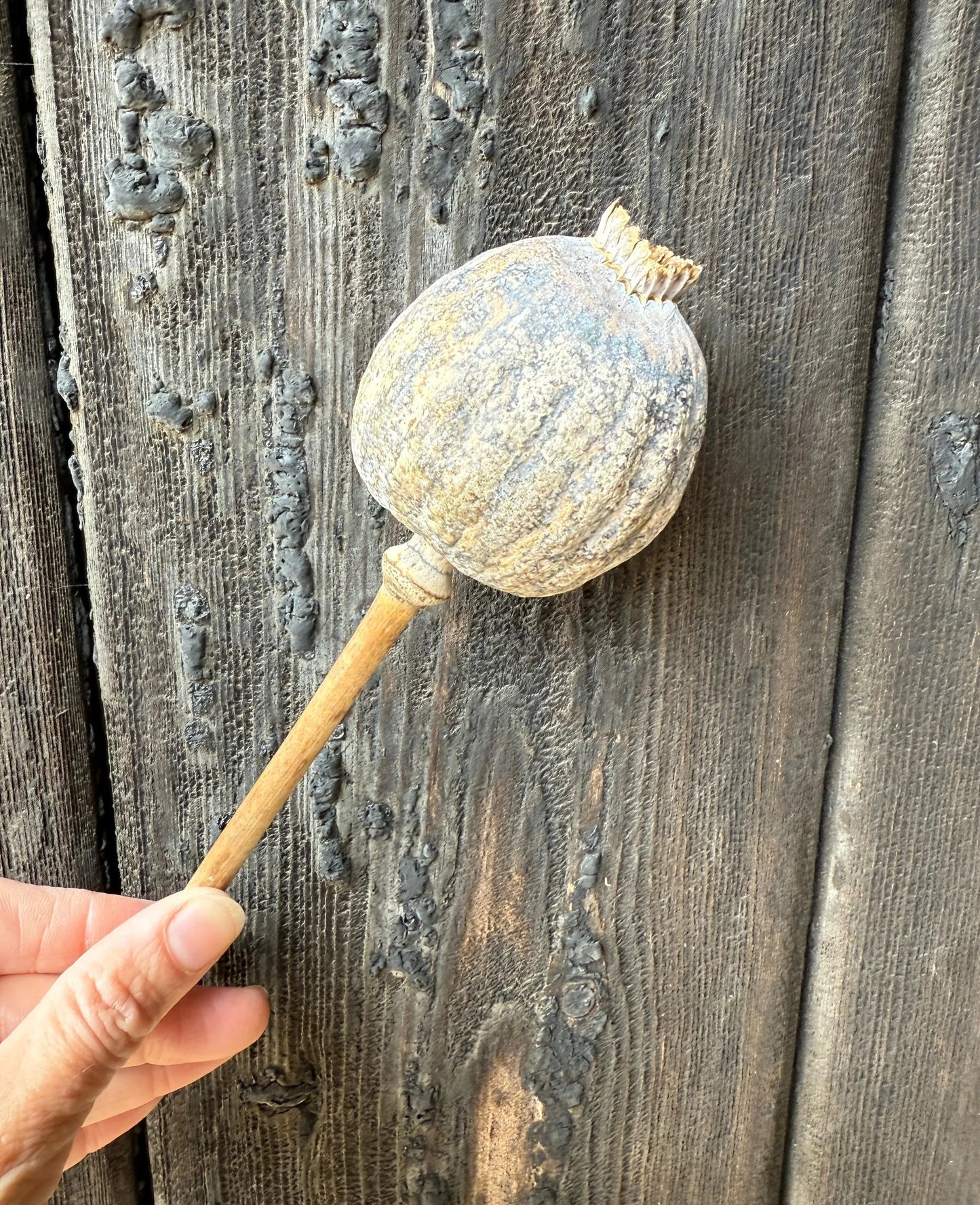 Poppy Heads Dried (Giant)