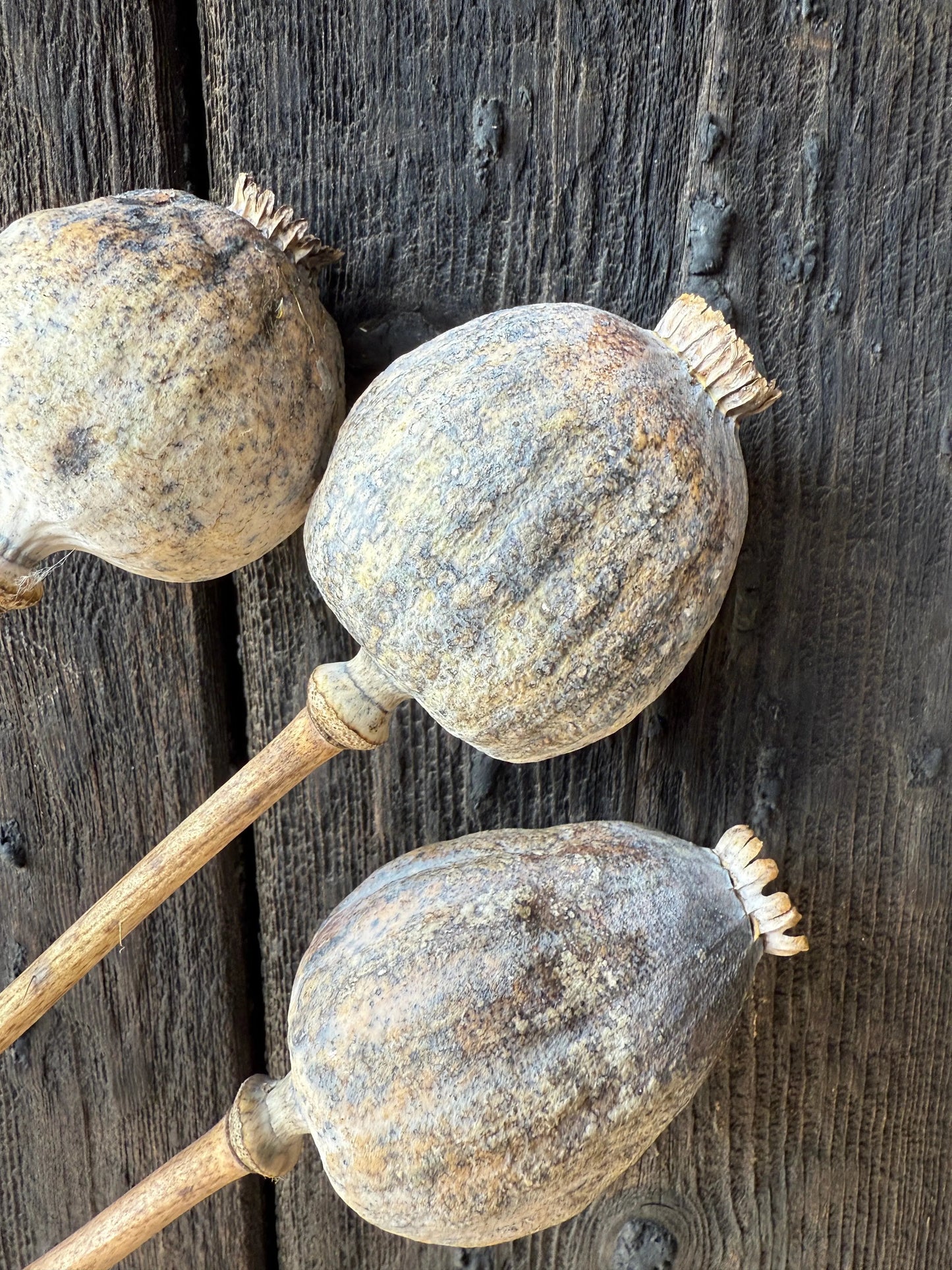Poppy Heads Dried (Giant)