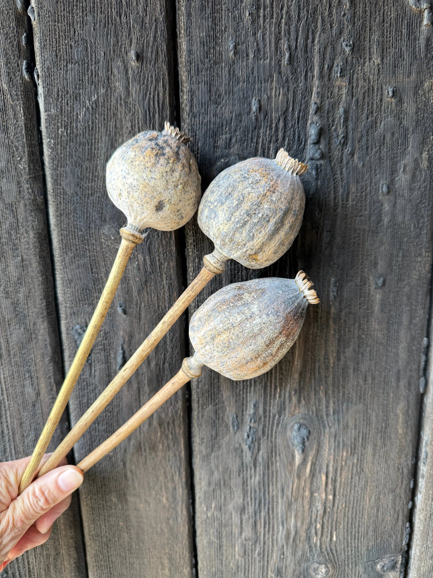 Poppy Heads Dried (Giant)