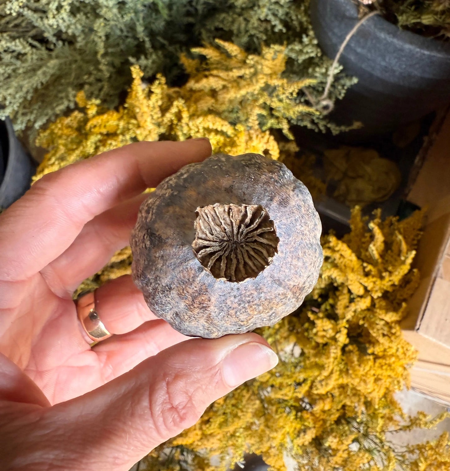 Poppy Heads Dried (Giant)