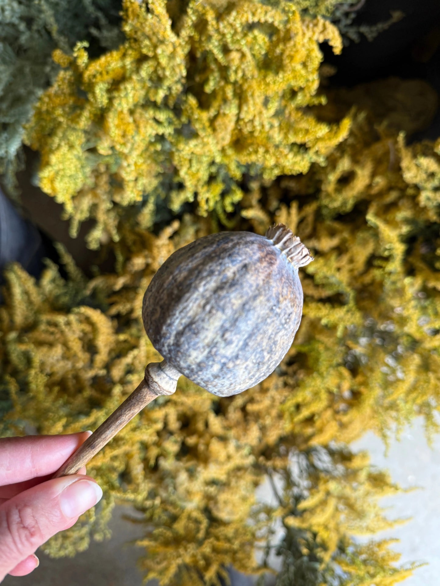 Poppy Heads Dried (Giant)