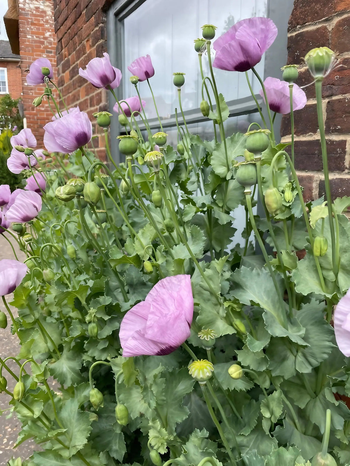 Poppy Hungarian Blue
