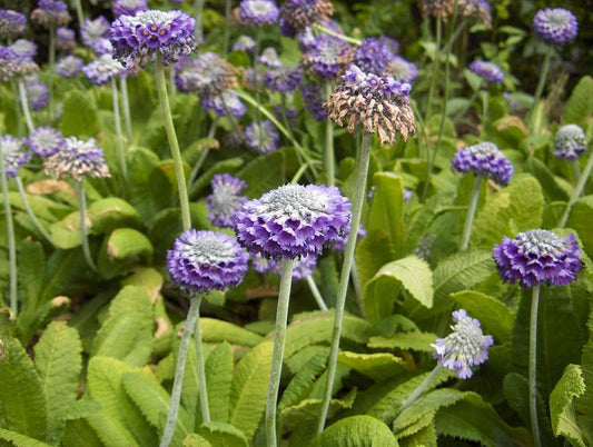 Primula Capitata