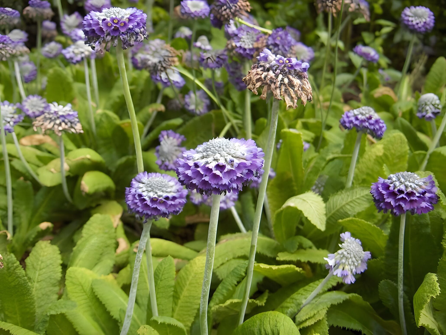 Primula capitata