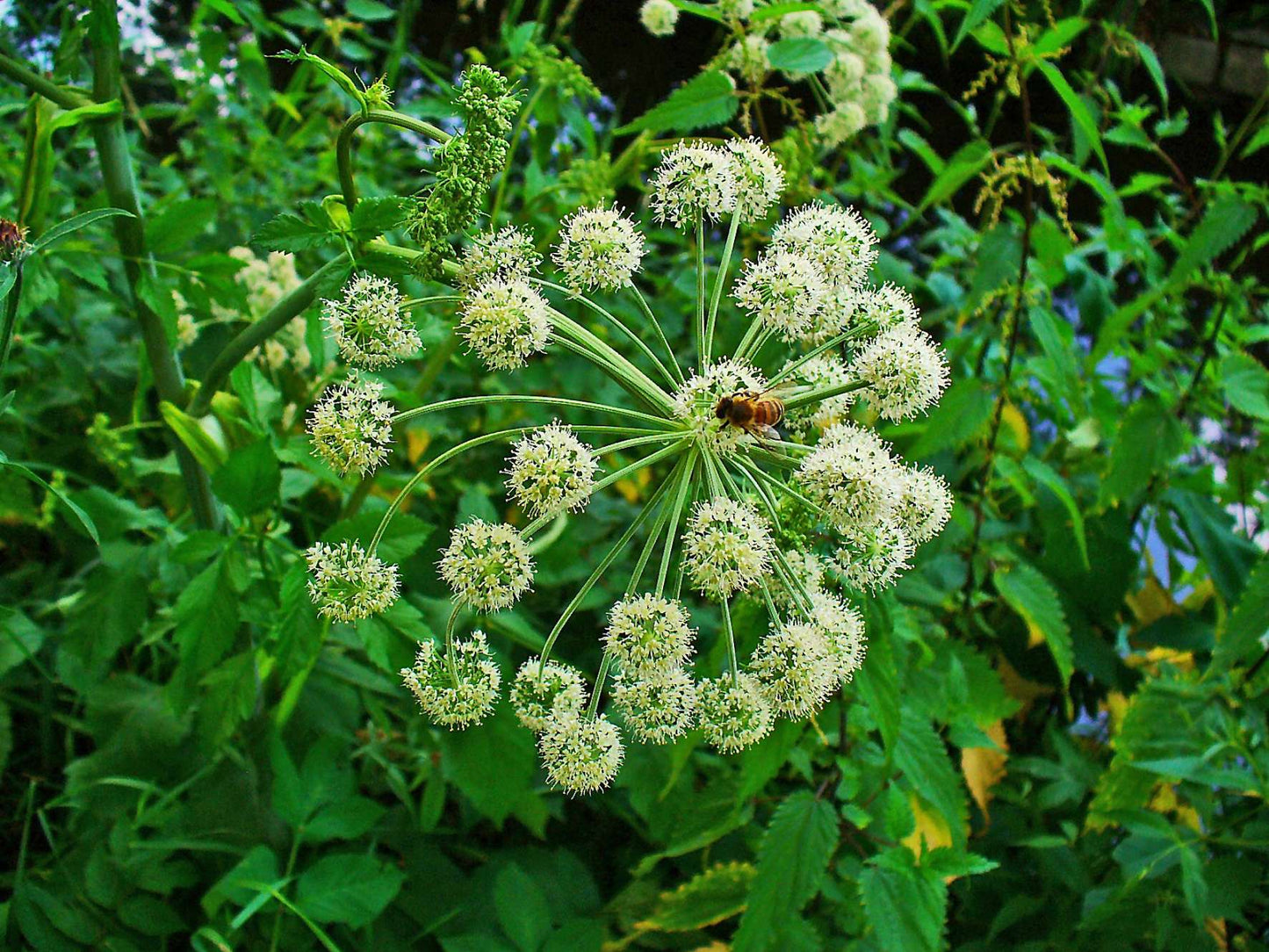 Angelica archangelica - Bog Pond Plants - BP007