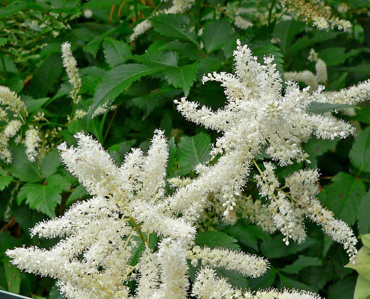 Astilbe 'Avalanche' - Bog Pond Plants - BP012