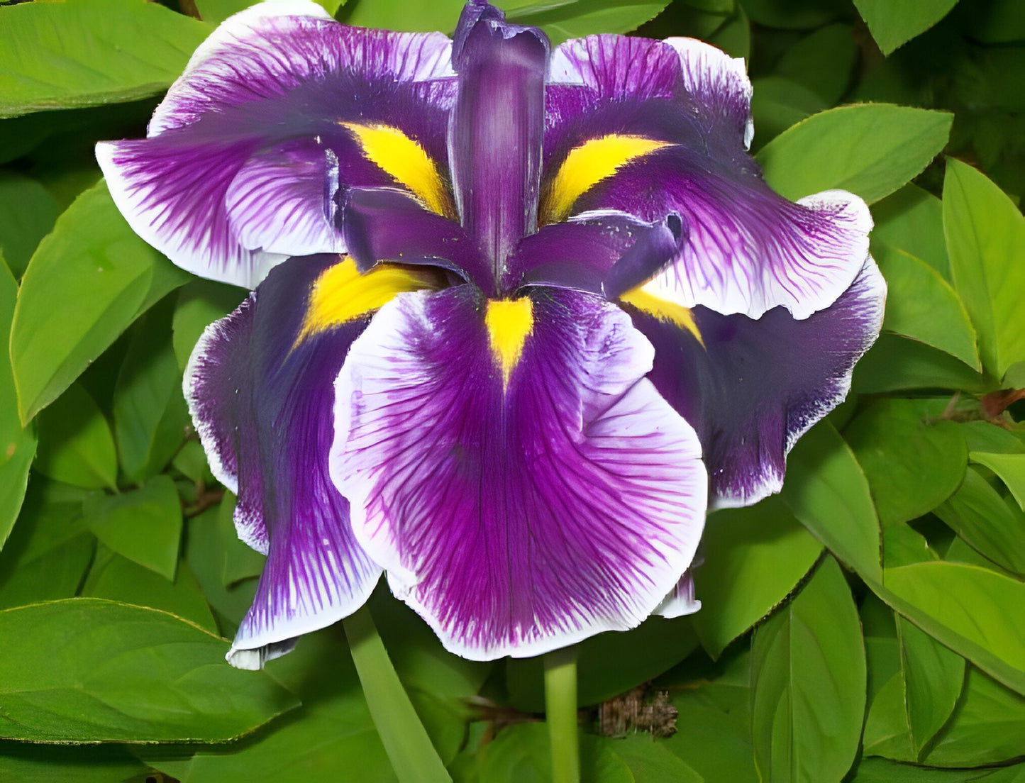 Iris ensata 'Crystal Halo'