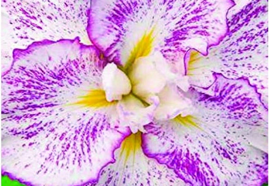 Iris ensata "Freckled Geisha"