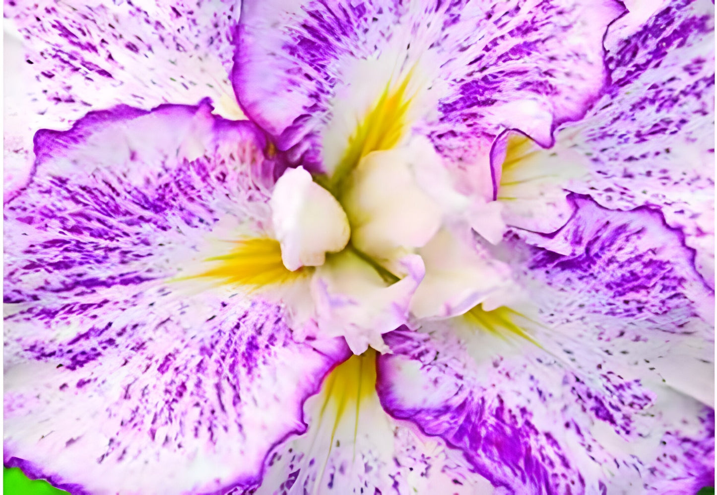 Iris ensata 'Freckled Geisha'