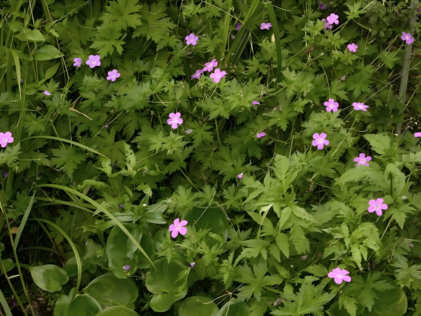 Geranium palustre