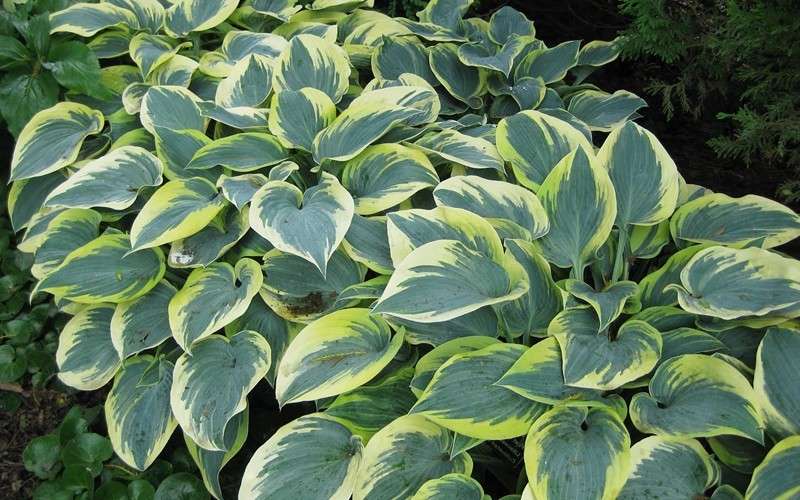 Hosta First Frost - Marginal Pond Plants - BP046