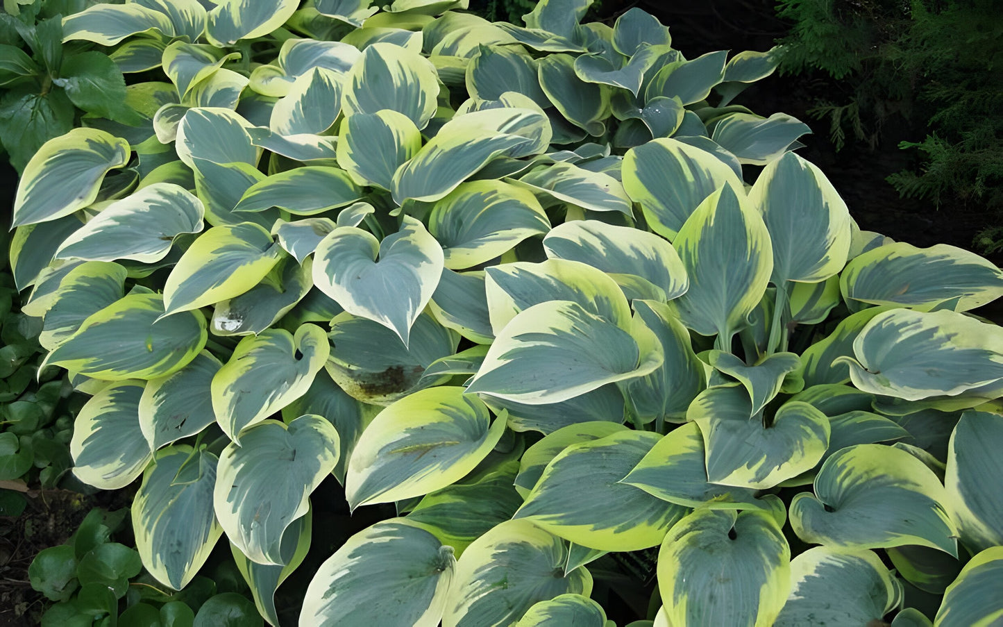 Hosta 'First Frost'