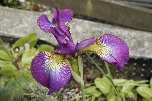 Iris sibirica (Sparkling Rose) - Marginal Pond Plants - BP069 - 9 cm, None - Woodmeadow Garden Centre