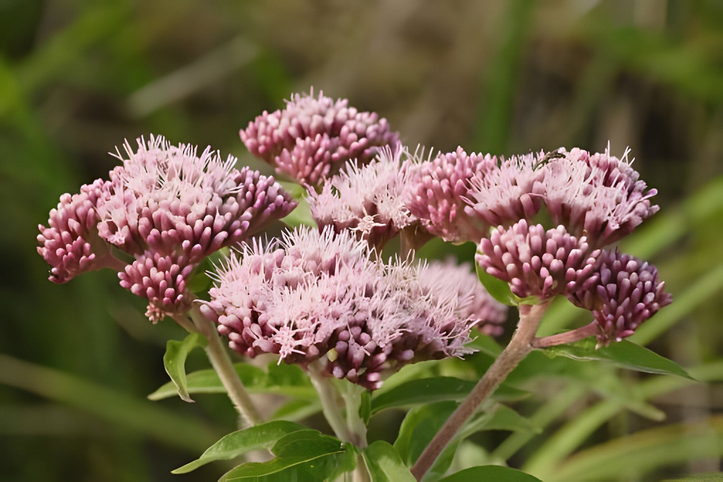 Eupatorium cannabinum