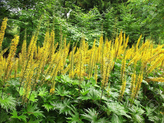 Ligularia przwalskii